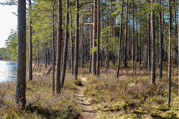 Hiking trails at Lake Kirikumäe