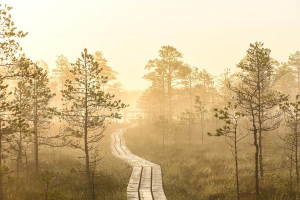 Luhasoo nature studies trail