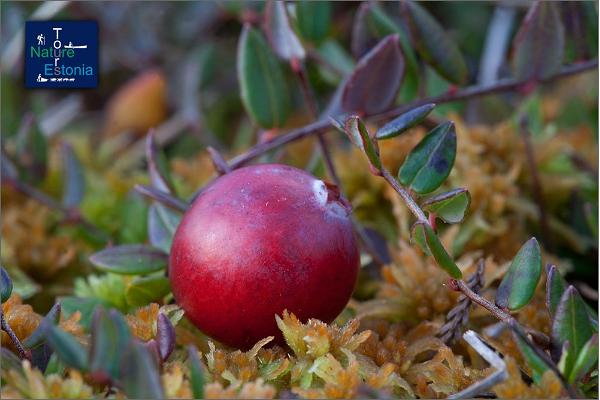 Nature Tours in Estonia – Ausflüge zum Beeren- und Pilzsammeln im Naturschutzgebiet Region Peipus-See