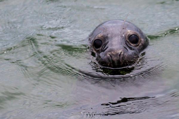 Hylkeiden tarkkailua Malusin saaristossa