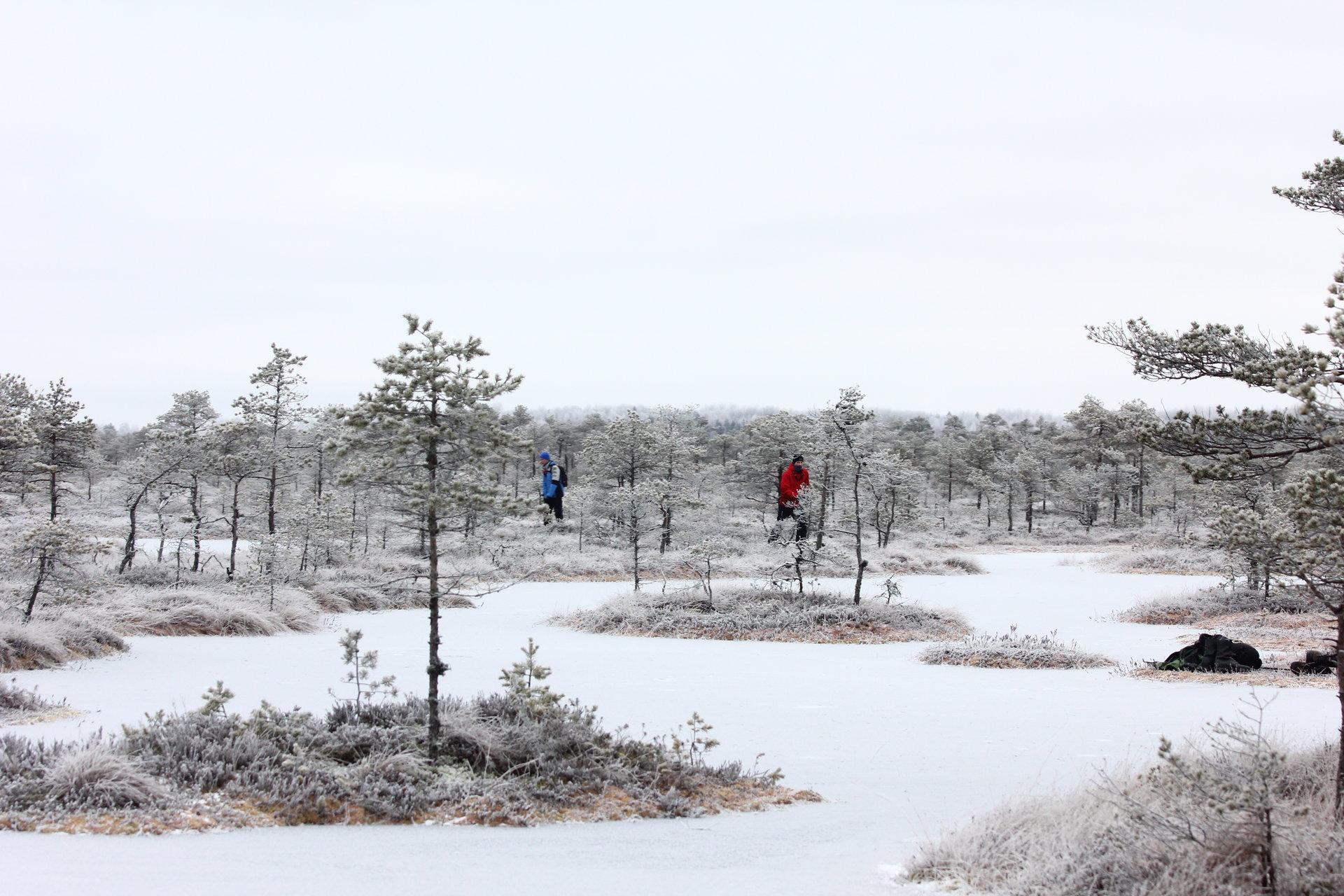 Ice skating on the bog-pools of Rubina Bog in the historical Mulgimaa - pilt