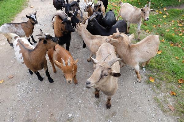 Tierpark auf dem Hof Kallaste