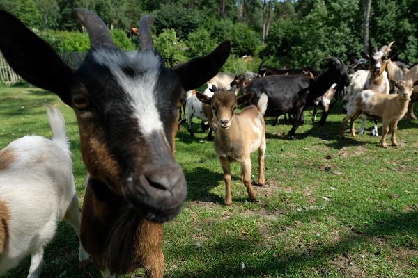 Tierpark auf dem Hof Kallaste