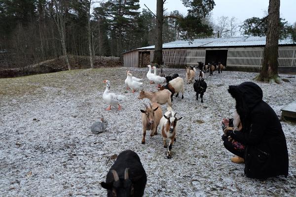 Tierpark auf dem Hof Kallaste