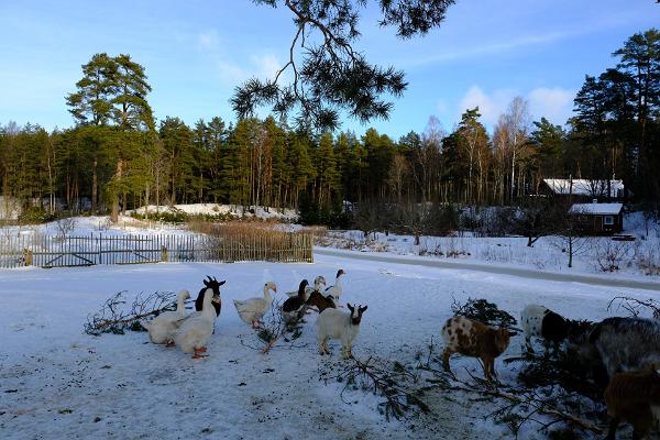 Kallaste Farm animal park