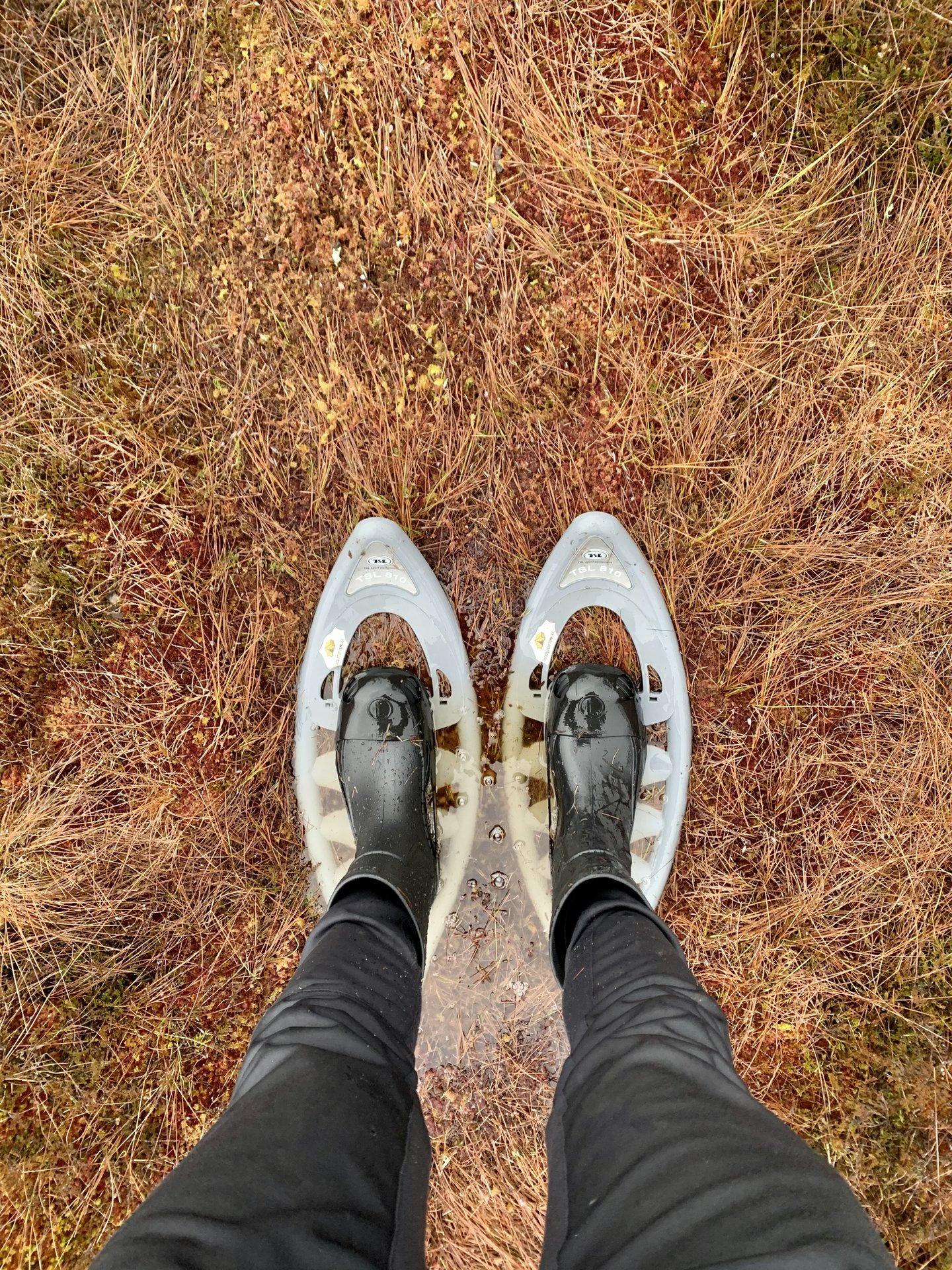 Bogshoe hike in the Rubina Weltands in Mulgimaa - pilt