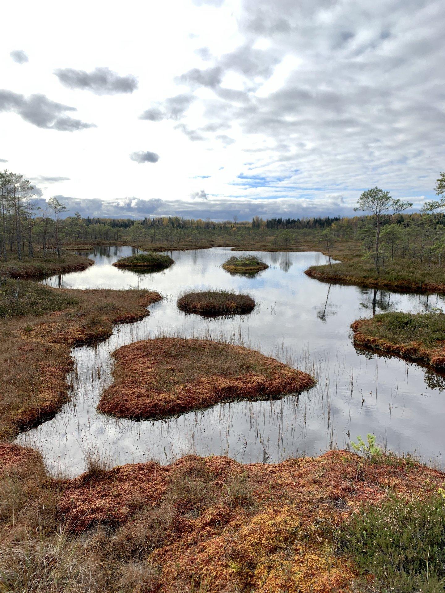 Поход на болотоступах по болотам Рубина в Мульгимаа - pilt