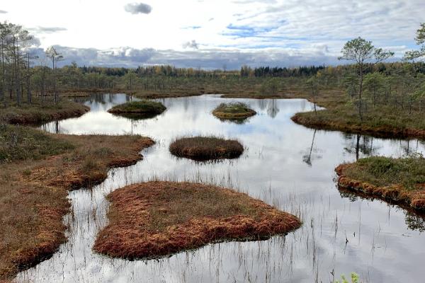 Поход на болотоступах по болотам Рубина в Мульгимаа