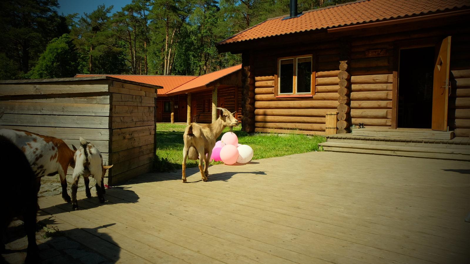 SaunaCottage Ella and barrel sauna, Estonia