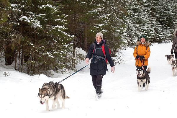 Wanderungen mit Schlittenhunden