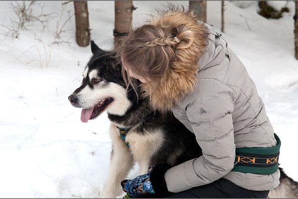 Wanderer mit Schlittenhunden in winterlicher Natur von Järvselja im Landkreis Tartumaa