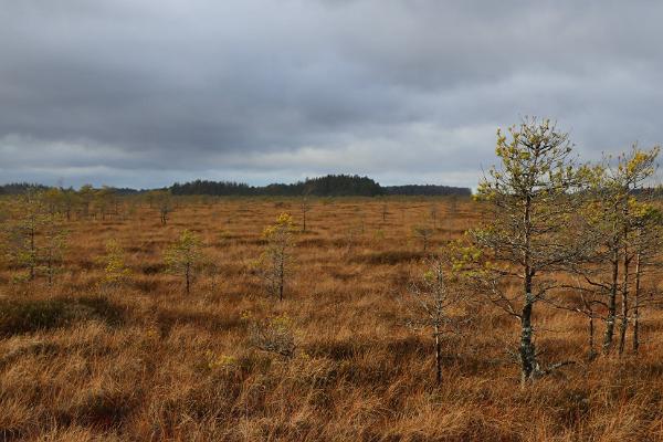 Nature Tours Estonia snöskovandring till mossöar i Peipsiveere naturreservat