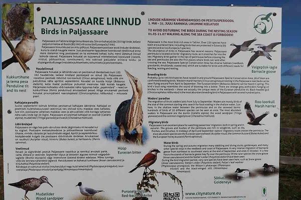Morgendliche Vogelbeobachtung auf der Halbinsel Paljassaare bei Tallinn