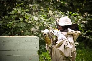 Hitaita hetkiä mehiläistarhassa oppaan kanssa