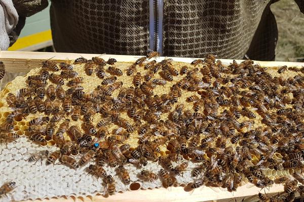 Aeglased hetked Tormikadaka talu mesilakülastusel