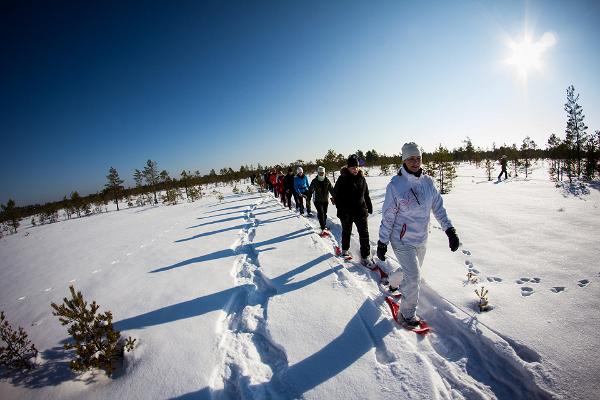Winter snowshoe hike in Männikjärve bog