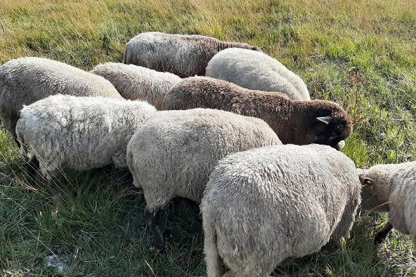 Kadakasuitsu, sheep