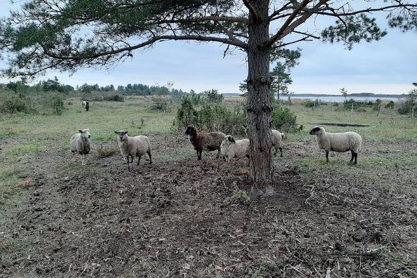 Unterkunft Kadakasuits, Schafe