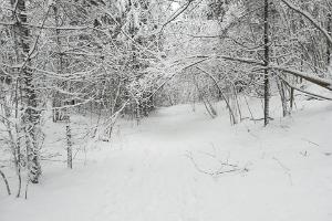 Apteekrimäe forest trail at winter