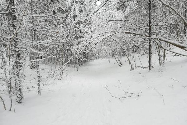Apteekrimäen metsäpolku talvella