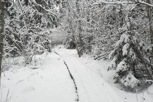 Waldweg am Berg Apteekrimägi im Winter
