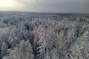 Iisaku vaatetornist vaade lumisele metsale