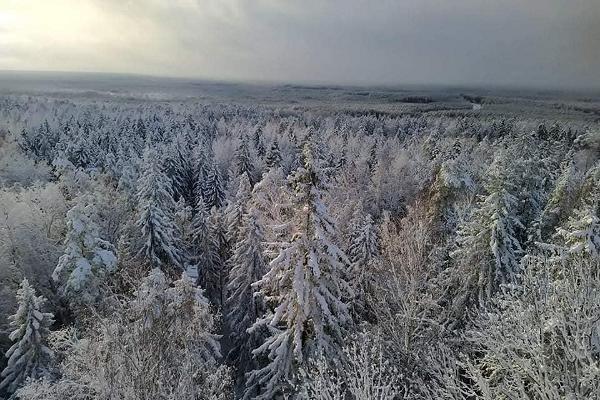 Iisaku vaatetornist vaade lumisele metsale