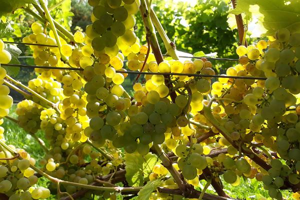 Tori Sidru saimniecības vīnogu šķirne Solaris 