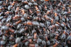Padakõrve Hiking Trail, colony of Scottish wood ants