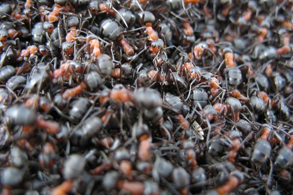Туристическая тропа Падакырве и муравейник северных лесных муравьев