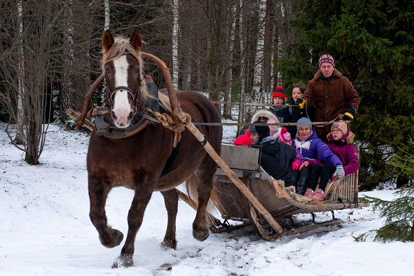 Schlittenfahrt in der winterlichen Natur von Pärnumaa