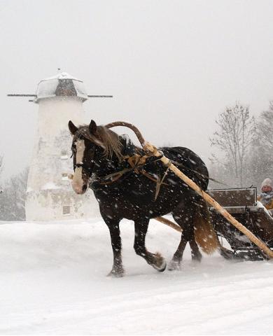 Schlittenfahrt in der winterlichen Natur von Pärnumaa