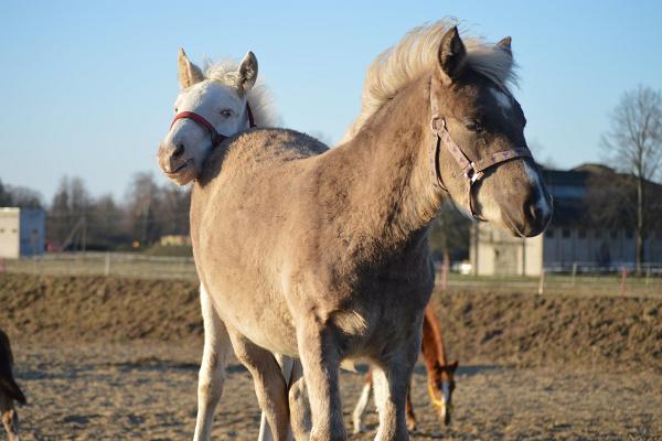 Tori Horse Breeding Farm