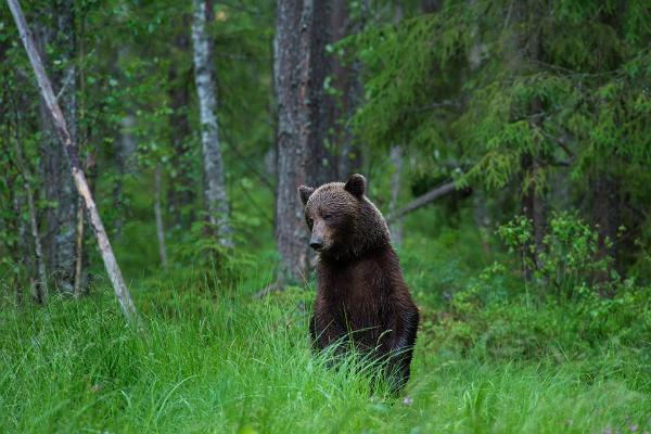 Bären- und Wildtierbeobachtungshütte in Alutaguse