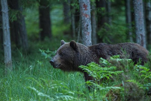 Bären- und Wildtierbeobachtungshütte in Alutaguse