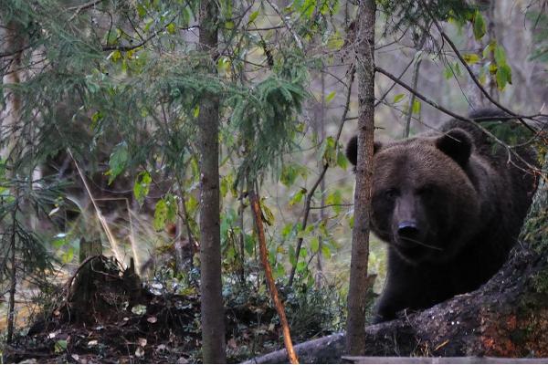 Alutaguse karu ja metsloomade pildistamise onn