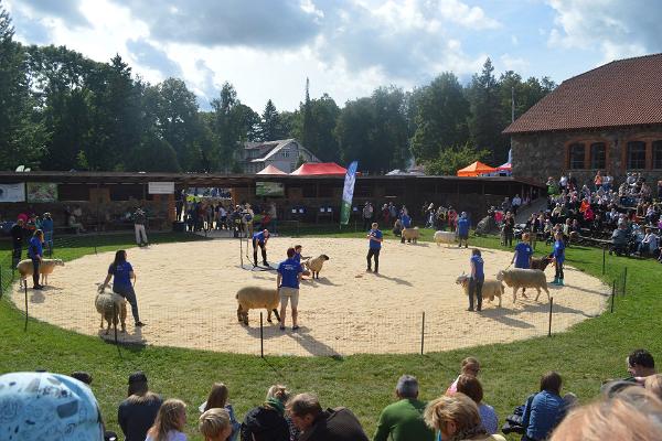 Estnisches Landwirtschaftsmuseum, Zuchttierveranstaltung, auf dem Bild am Wettbewerb teilnehmende Schafe