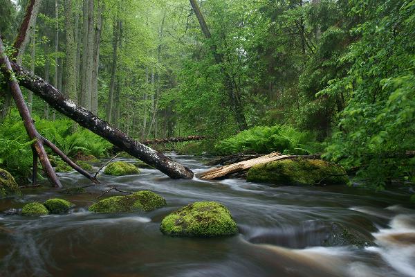 Der Natur- und kulturgeschichtliche Pfad von Altja