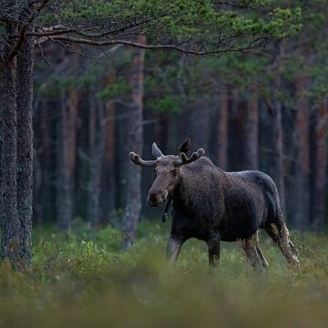 Moose by Kalle Pihelgas