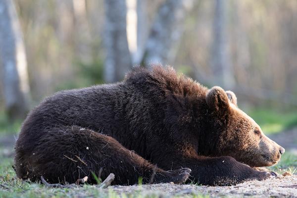 Bear watching with a nature photographer in Kose rural municipality