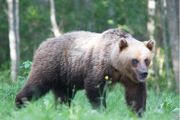 Fotografieren eines Bärens mit einem Naturfotografen in der Gemeinde Kose