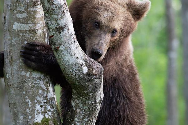 Bear watching with a nature photographer in Kose rural municipality