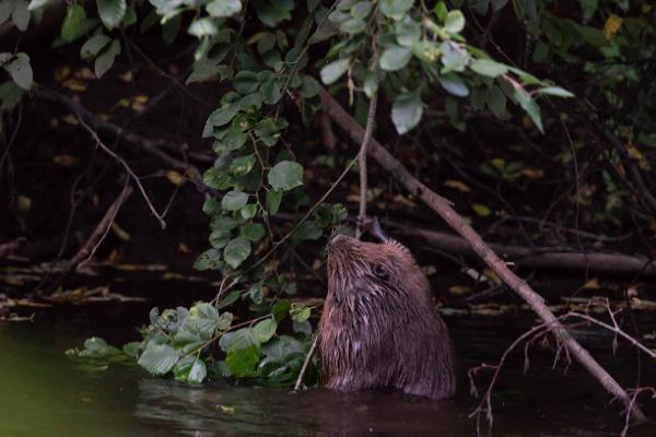 Boat ride in Matsalu National Park: beavers, elk, and birds