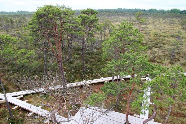 Nature trail across the bog from Simisalu to Matsimäe