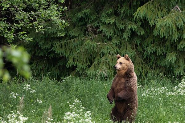 Bear watching with a nature photographer