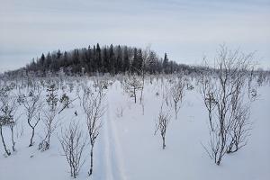 "Nature Tours Estonia" pārgājiens ar sniega kurpēm uz Peipsivēres dabas rezervāta purva saliņām