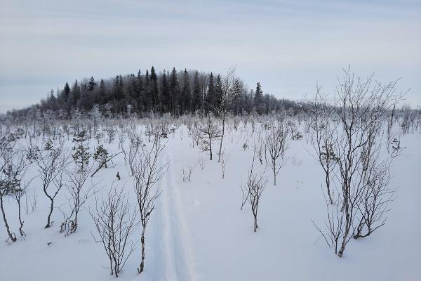 Nature Tours Estonia snöskovandring till mossöar i Peipsiveere naturreservat