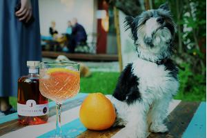 Bar ULA, Haustiere, Cocktails und ein Hund