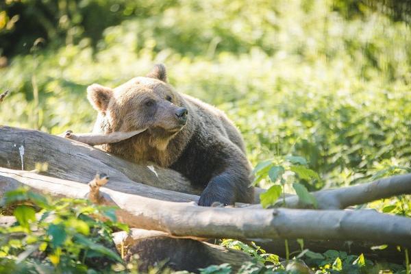 Luontoretki: Tallinnasta Tarttoon Kõrvemaan metsien kautta: Elistveren eläinpuiston karhu