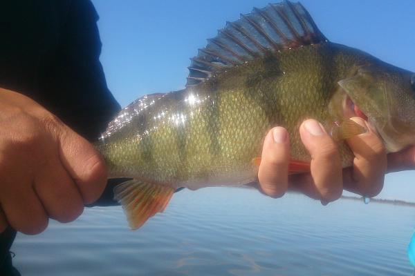 Kalastusretket Võhandujoella ja Peipsijärvellä